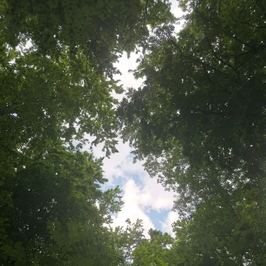 Blick gen Himmel durch das Blätterdach eines Waldes mit vereinzelten Wolken.
