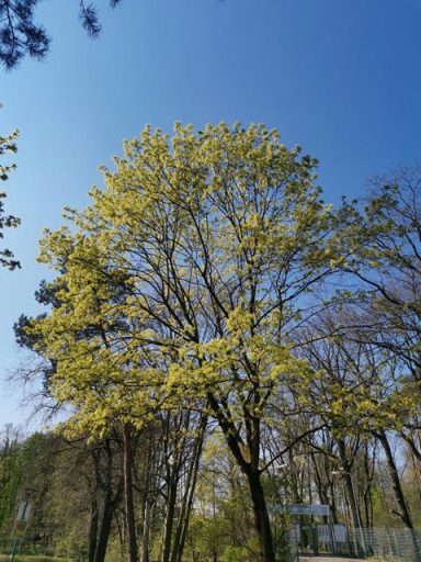 Ein großer Baum mit frischem, grünem Laub vor klarem, blauem Himmel.