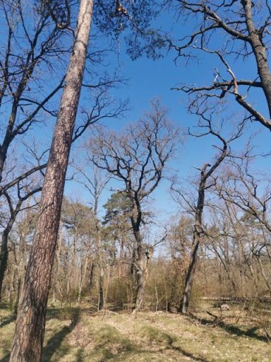 Hohe Bäume stehen in einem lichten Wald unter einem klaren blauen Himmel.