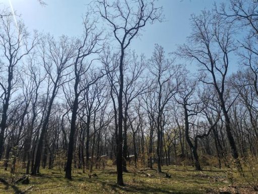 Laublose Bäume in einem klaren, sonnigen Himmel, umgeben von frischem Grün am Boden.